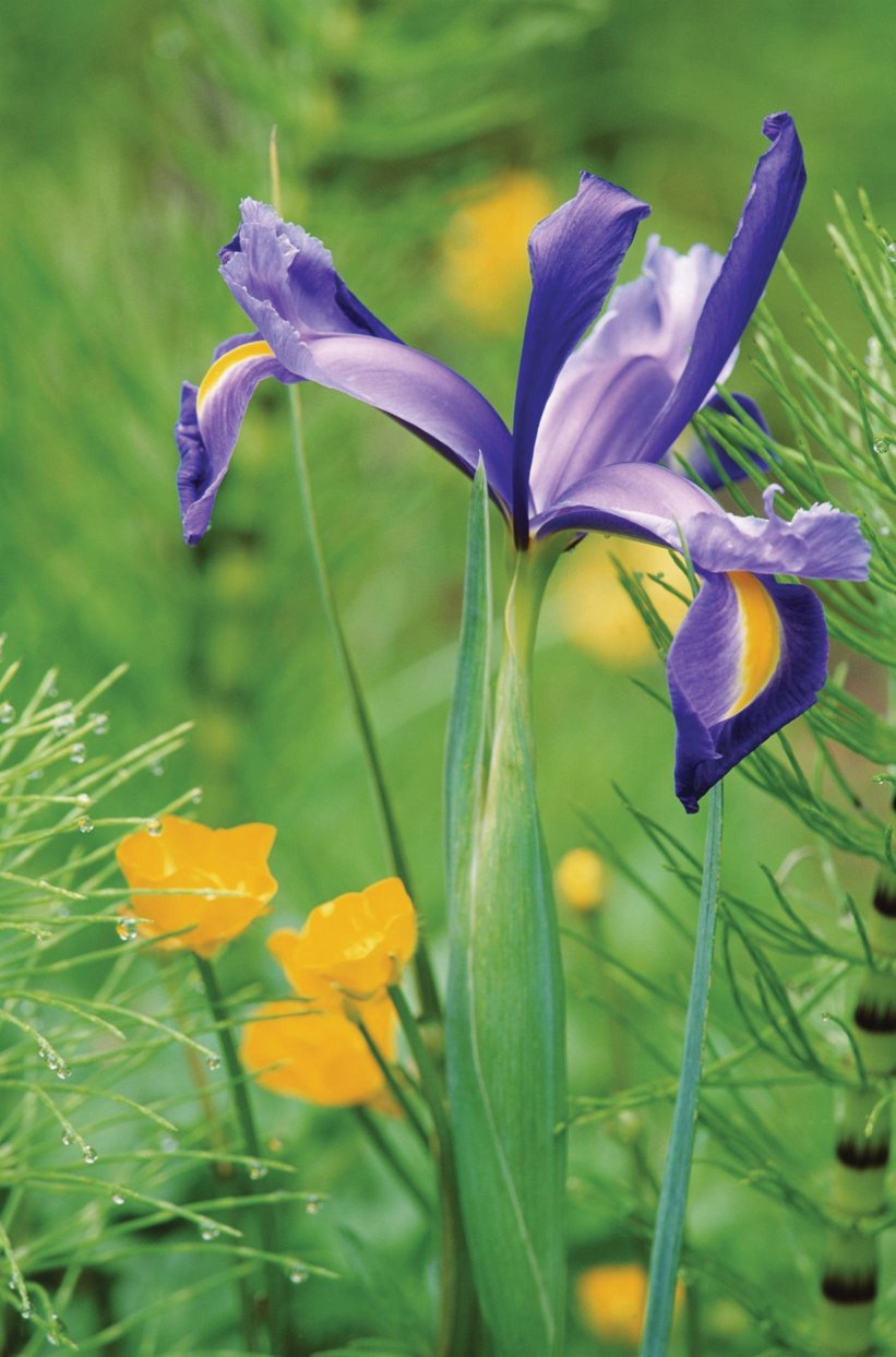 Ирисы матиса серьги. Цветы ирисы. С праздником 8 марта ирис картинки. Ирис март. С 8 марта с ирисами.